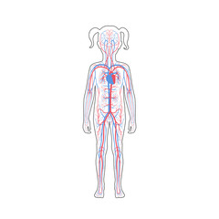 Sticker - circulatory system anatomy