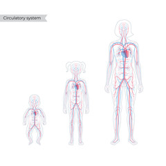 Sticker - circulatory system anatomy