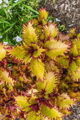 Wall Mural - Colorful Plant Leaves Macro