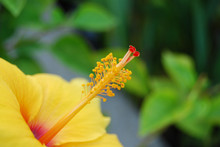 Yellow Hibiscus Closeup Profile 