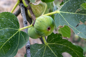 Wall Mural - green figs on a tree