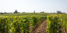 Vineyards Of Saint Emilion Bordeaux Aquitaine Region In France In A Sunny Summer Day Panorama Web Banner Template Header