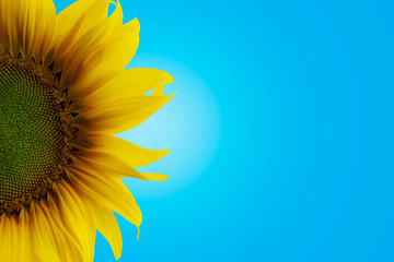 Wall Mural - sunflower on a blue background