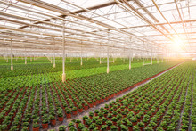 Industrial Greenhouse With Rows Of Cultivation.