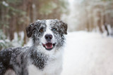 Fototapeta Zwierzęta - Snowy border collie