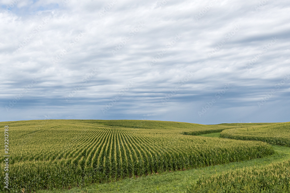 A green field of corn in eastern Iowa on a summer day. - obrazy, fototapety, plakaty 