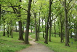 Fototapeta Sawanna - Cement pathway through a wooded park 