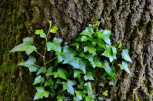 Ivy Growing Around Tree Trunk