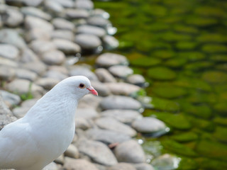 Wall Mural - White dove perched on shore of pond