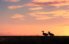 Two Ducks Walking Together Across Grass Field At Sunset. 