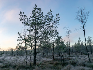 Wall Mural - autumn landscape with swamp pines, cold autumn morning, frost
