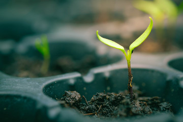 Green salad growing from seed , selective Close-up of green seedling. Spring background frame with sunrise. green world and earth day concept.