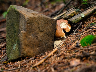 Canvas Print - Boletus growing near a stone in the forest.