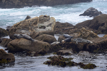 Wall Mural - seal on rock