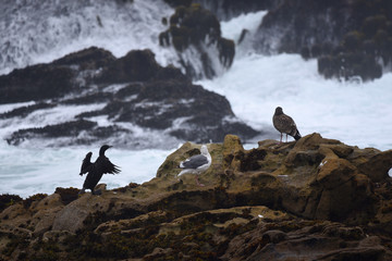 Wall Mural - sea birds on rock