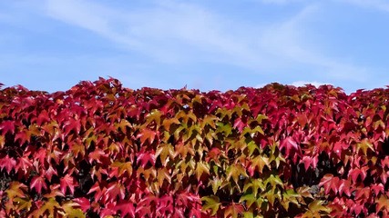 Wall Mural - Autumn ivy leaves in the wind. Royalty free footage related to nature, leaves, plants and flowers.