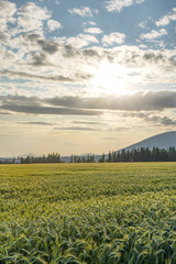 Wall Mural - Field of unripe green wheat with backlight sun behind clouds shining over it, trees and small hill in background