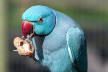 Beautiful Blue Ringneck Parakeet Eating Monkey Nuts