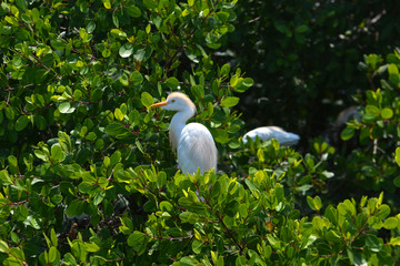 Wall Mural - white egret