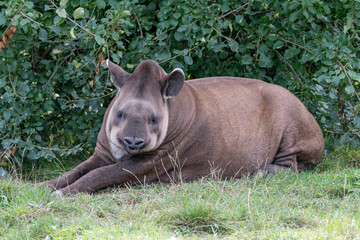 Brazilian Taper Resting in Grass