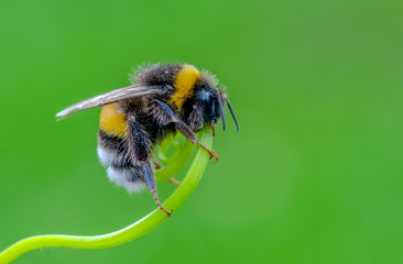 Beautiful  Bee macro in green nature - Stock Image