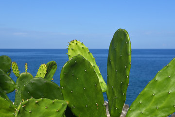 Wall Mural - prickly pear by the ocean