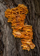 Huge Fungus on Tree