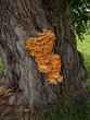 Huge Fungus on Tree.