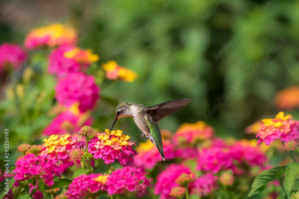 Ruby-throated hummingbird feeding at lantana flowers - obrazy, fototapety, plakaty 