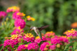 Ruby-throated hummingbird feeding at lantana flowers