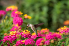 Ruby-throated Hummingbird Feeding At Lantana Flowers