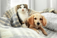Adorable Little Kitten And Puppy Under Plaid Indoors