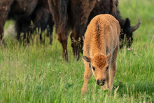 Baby Bison Grazes In Green Summer Field