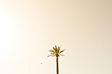 Lone Palm Tree