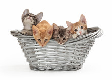 Four Little Kittens In A Basket