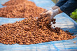 Cocoa beans, or cacao beans being dried on a drying platform after being fermented