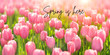 Spring is here. Sunny spring background with pink tulips. beautiful pink tulips spring template background. spring time concept