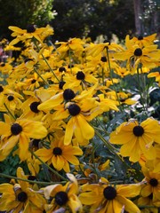 Yellow flowers black center isolated black eyed susan green grass blue sky bright sun spring