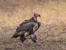 King Vulture, Ranthambhore National Park, Rajasthan, India