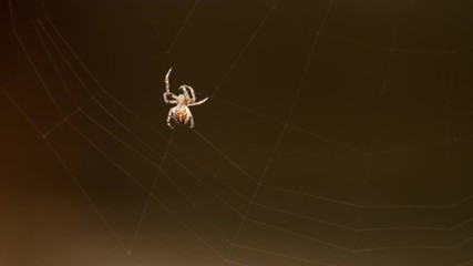 Spider weaves a web