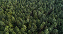 Aerial Panorama Of A Dense Nordic Looking Forest. Beautiful Green Tree Like Christmas Trees Or Pine Tree High Density Plantation For Wood Production Exploitation 