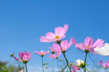 ピンクのコスモスの花と澄んだ青空