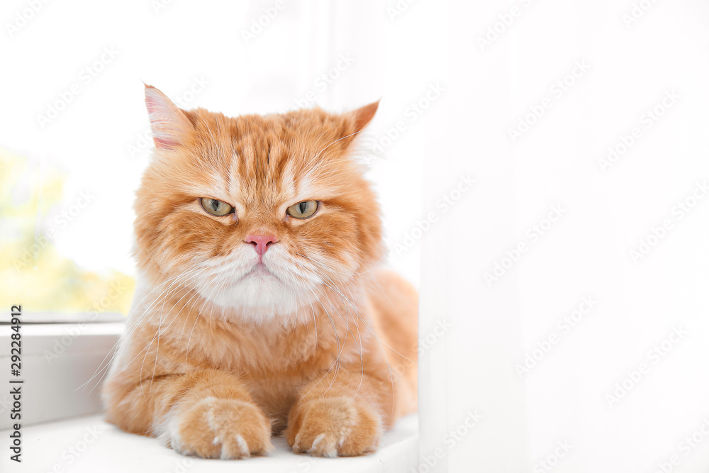 Cute Persian cat lying on window sill at home