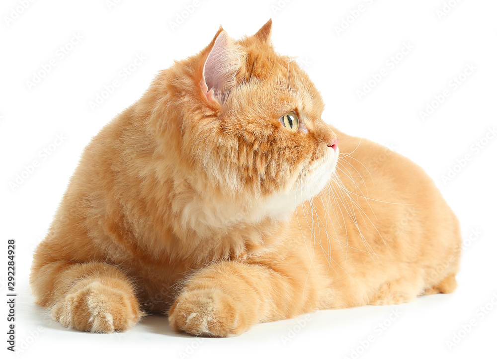 Cute red Persian cat on white background