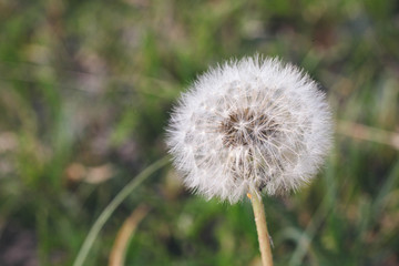 Canvas Print - One blooming dandelion