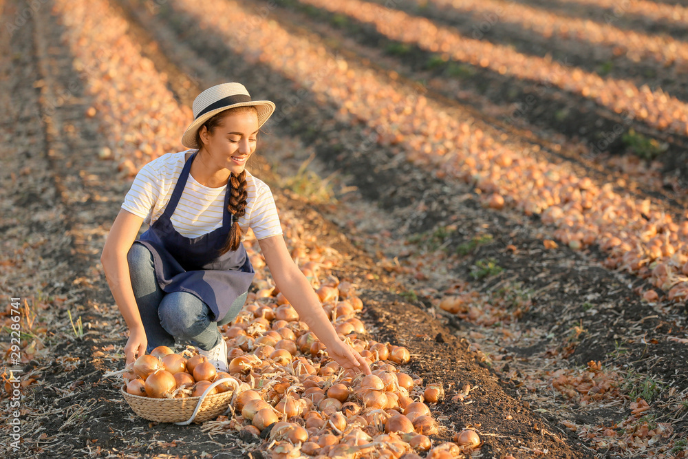 Female farmer gathering onions in field