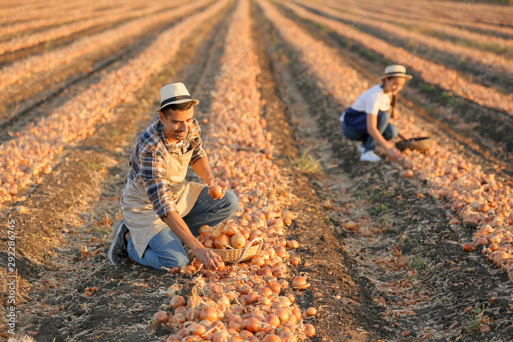 Young farmers gathering onions in field