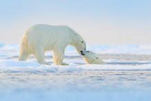 Polar Bear Swimming In Water. Two Bears Playing On Drifting Ice With Snow. White Animals In The Nature Habitat, Alaska, Canada. Animals Playing In Snow, Arctic Wildlife. Funny Nature Image.