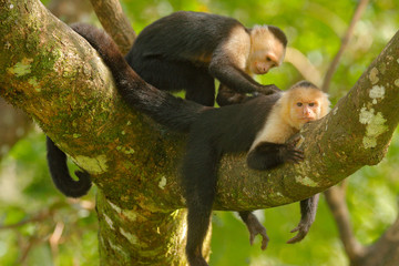 White-headed Capuchin, Cebus capucinus, black monkeys sitting on the tree branch in the dark tropical forest, animals in the nature habitat, wildlife of Costa Rica.