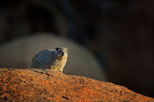 Rock Hyrax On Stone In Rocky Mountain. Wildlife Scene From Nature. Face Portrait Of Hyrax. Procavia Capensis, Namibia. Rare Interesting Mammal From Africa.